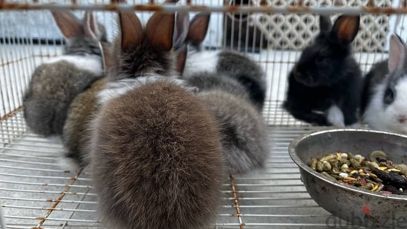 rabbits for sale ارانب للبيع 8