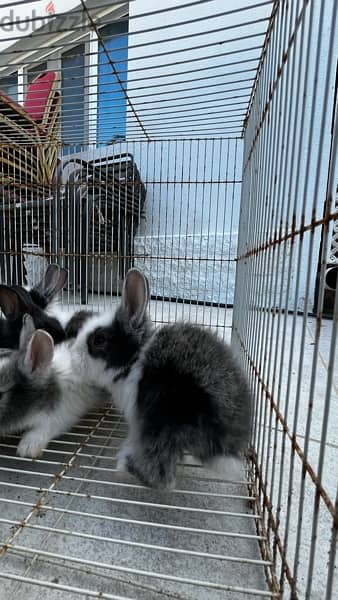 rabbits for sale ارانب للبيع 9