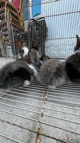 rabbits for sale ارانب للبيع 11