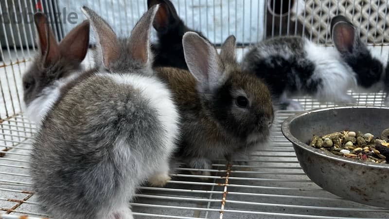 rabbits for sale ارانب للبيع 12