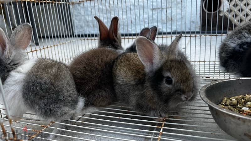 rabbits for sale ارانب للبيع 13