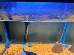 Fish Tank for Sale 0