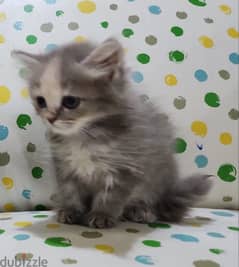 Turkish Angora kitten for sale 0