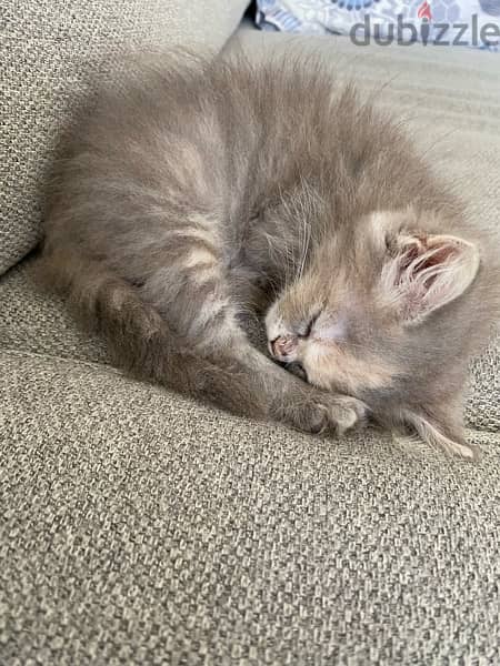 Turkish Angora kitten for sale 2
