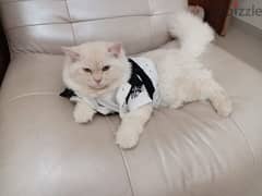 beautiful male cat for sale 0