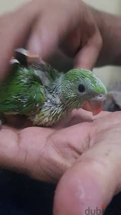 green parrot healthy baby