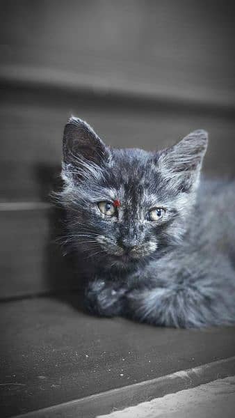 kitten for adoprion 3