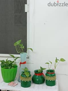 money plant pots