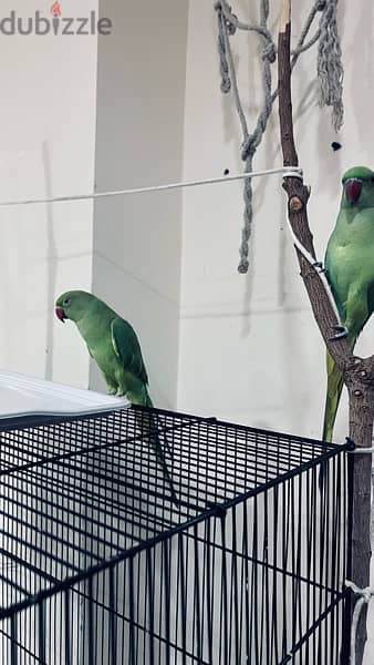 green parrots 1
