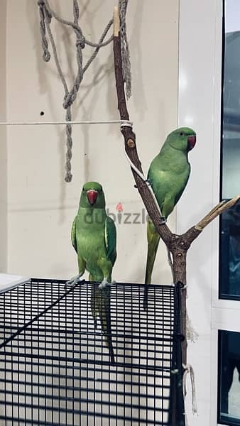 green parrots 2