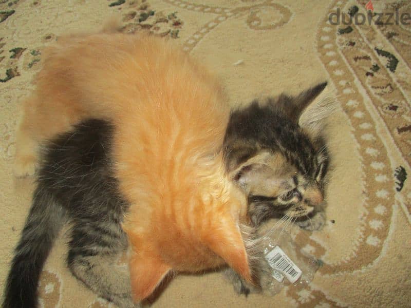 kittens for sale 15