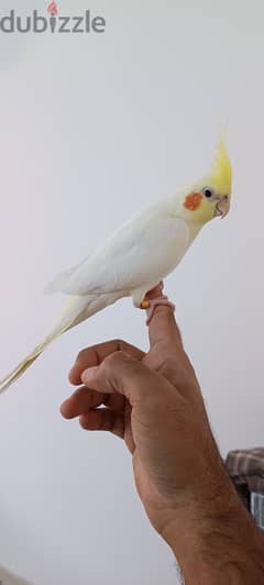 Cockatiel Bird