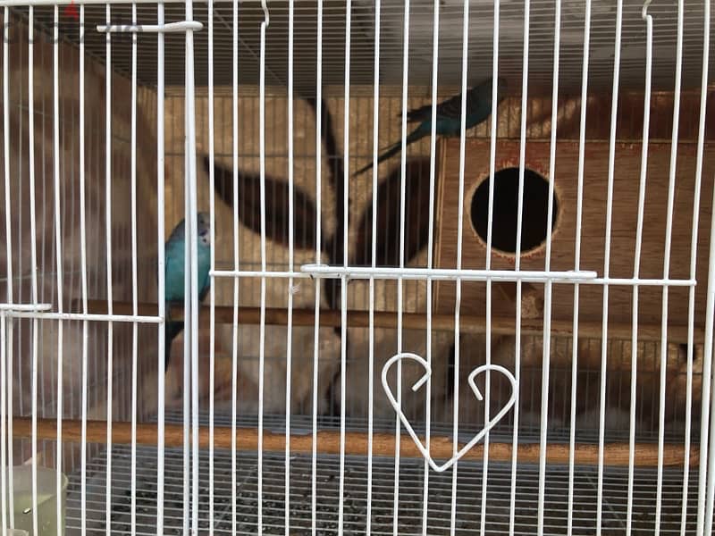for sale nego love bird with cage 1
