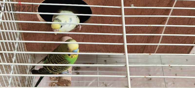 Love birds with cage and auto dispenser good condition 1