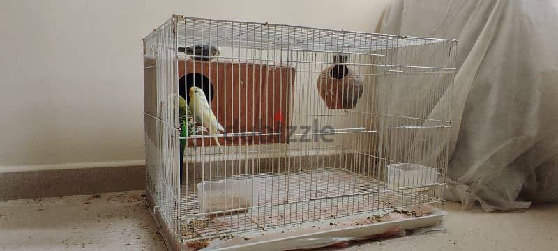 Love birds with cage and auto dispenser good condition 2