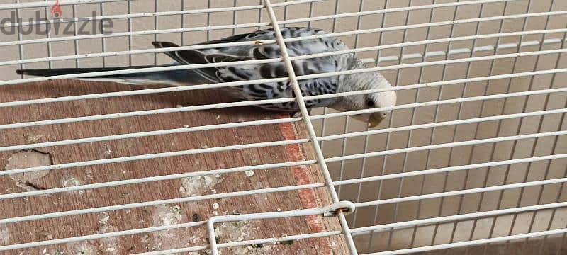 Love birds with cage and auto dispenser good condition 3