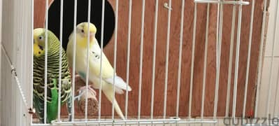 Love birds with cage and auto dispenser good condition 0