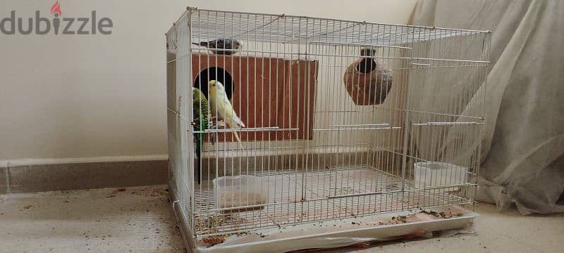 Love birds with cage and auto dispenser good condition 4