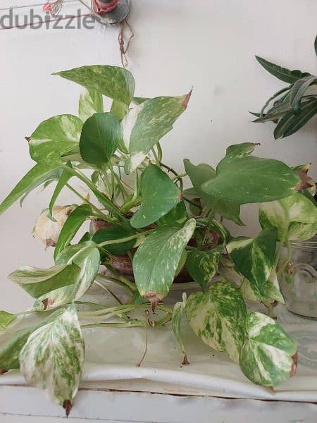 money plants with pots and hangers 1