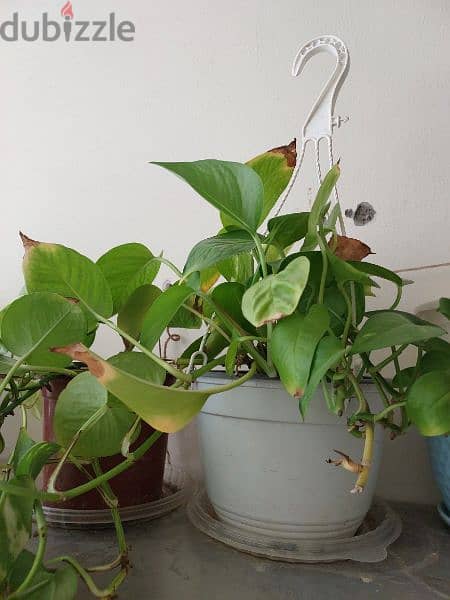 money plants with pots and hangers 2