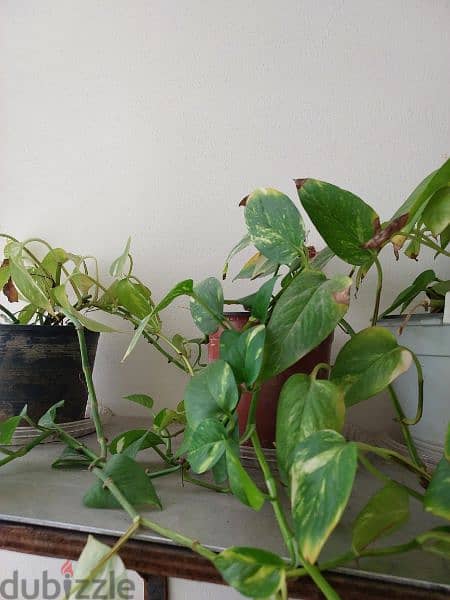 money plants with pots and hangers 3