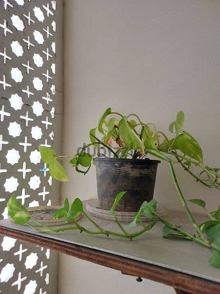 money plants with pots and hangers 4