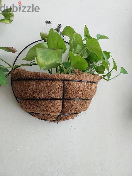 money plants with pots and hangers 6