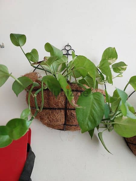 money plants with pots and hangers 7