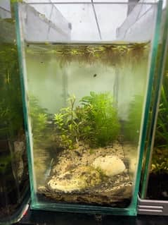 small tank for betta fish + plants 0