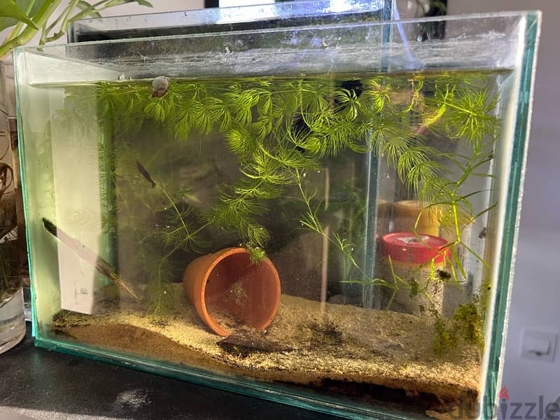small tank for betta fish + plants 1