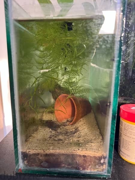 small tank for betta fish + plants 2