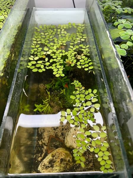 small tank for betta fish + plants 3