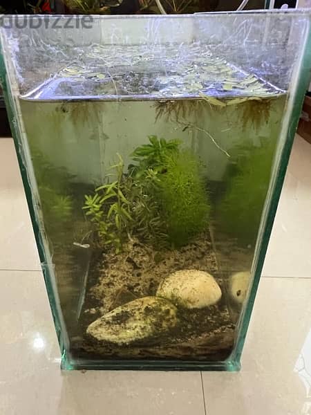small tank for betta fish + plants 4