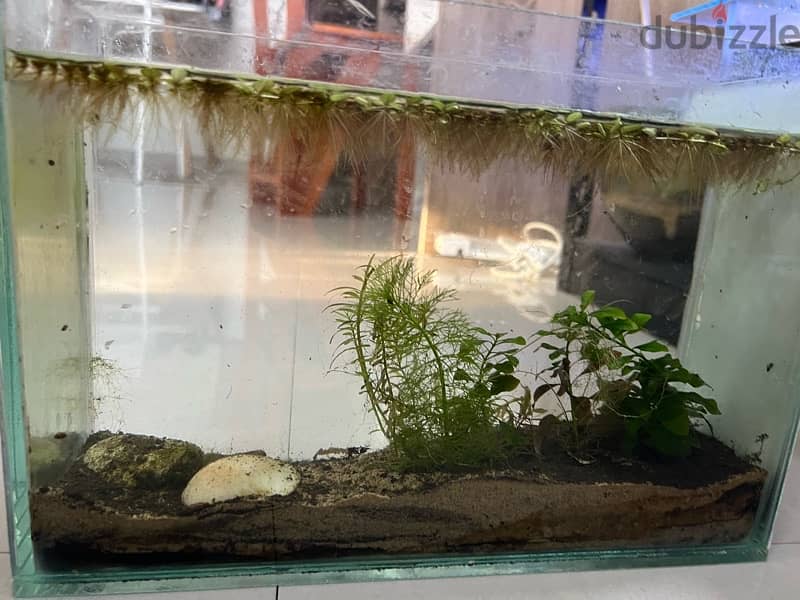 small tank for betta fish + plants 5