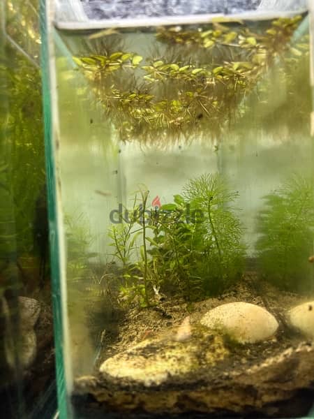 small tank for betta fish + plants 7