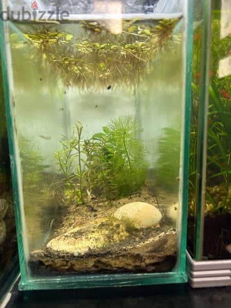 small tank for betta fish + plants 8