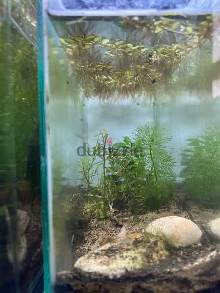small tank for betta fish + plants 9