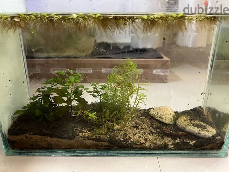 small tank for betta fish + plants 10