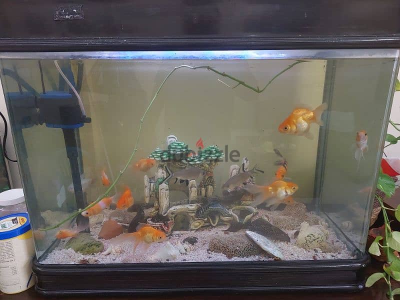 Fish tank 2