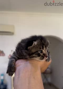 British short male kitten