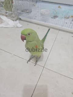 hand tamed, talking male parrot with cage