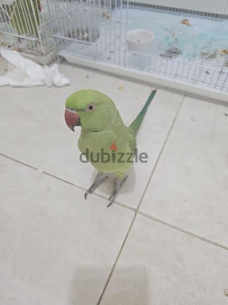 hand tamed, talking male parrot with cage 0