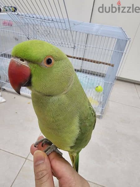 hand tamed, talking male parrot with cage 1