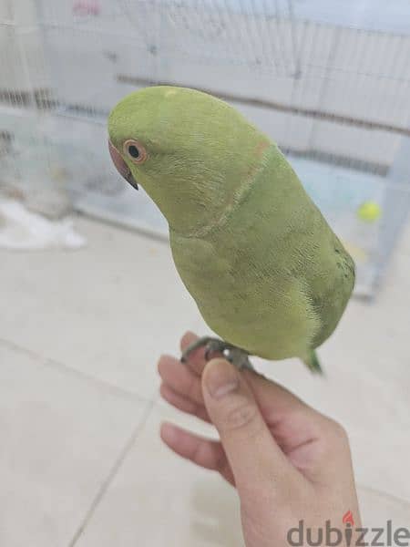 hand tamed, talking male parrot with cage 2