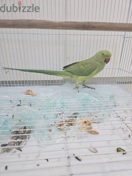 hand tamed, talking male parrot with cage 5