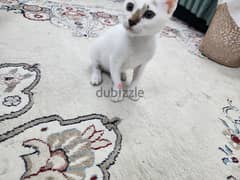 kitten for adoption قطة للتبني