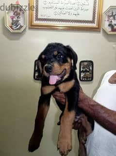 pure breed Rottweiler