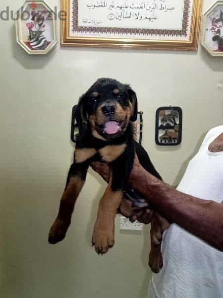 pure breed Rottweiler 2