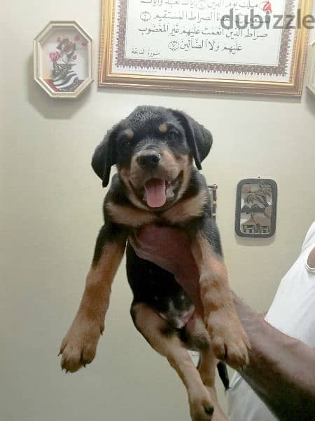 pure breed Rottweiler 3
