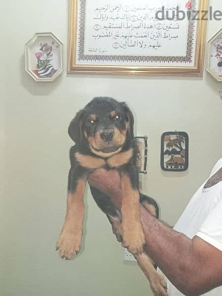 pure breed Rottweiler 4